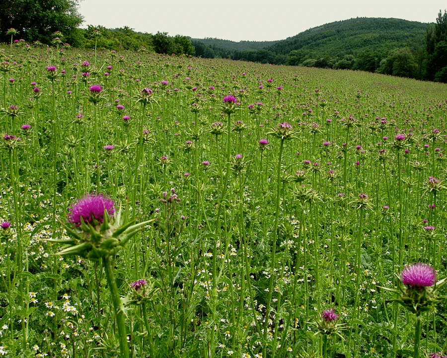 Mariendistel (Silybum marianum)​