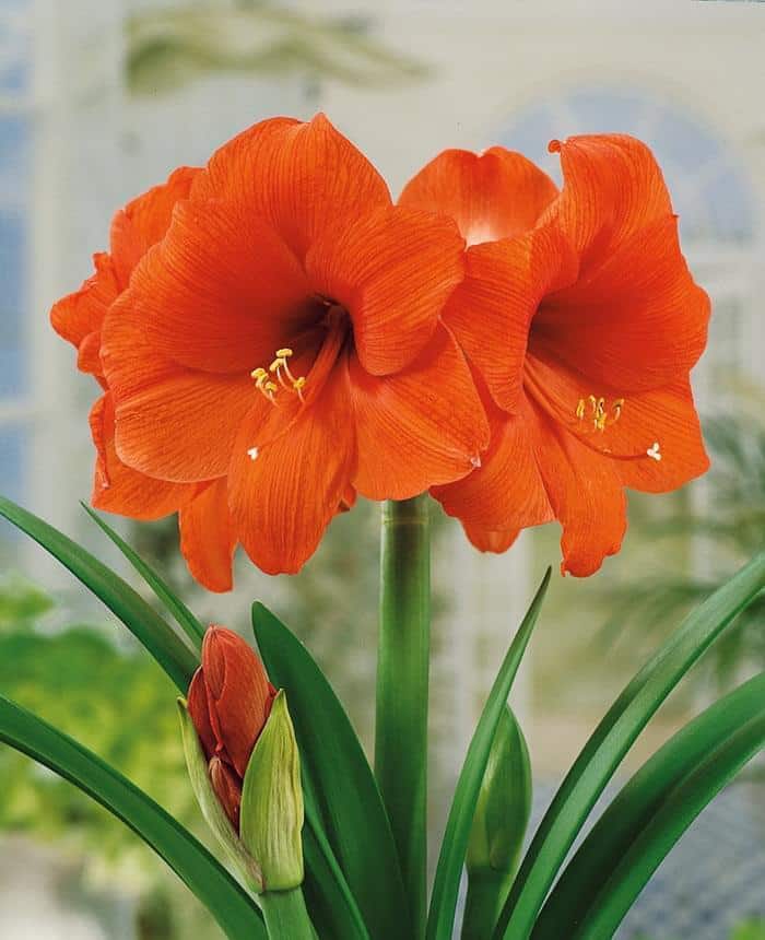 Hippeastrum Orange Souvereign