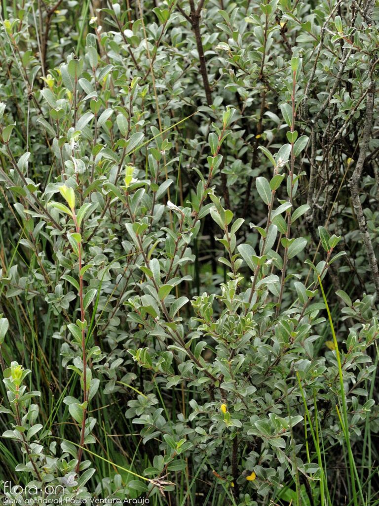 Salix arenaria - Sandweide