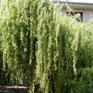 Überhängende Gold-Korkenzieherweide (Salix × erythroflexuosa) mit gedrehten Blättern vor einem Haus