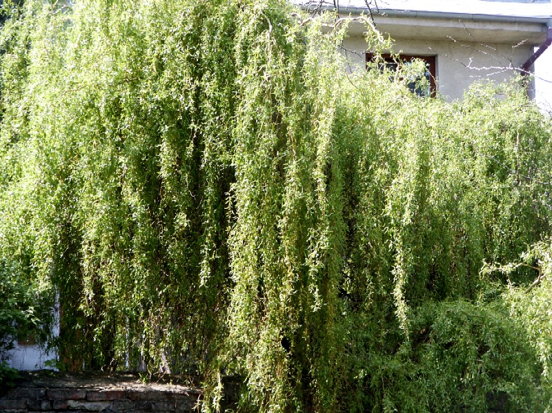 Salix x erythroflexuosa - Rotgoldweide