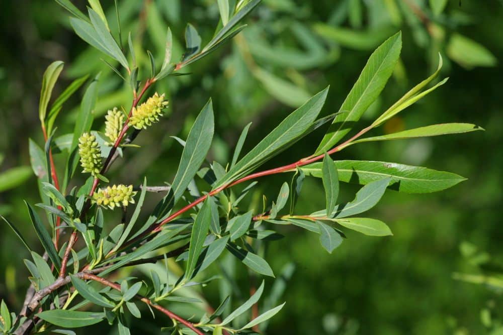Salix purpurea - Purpurweide​