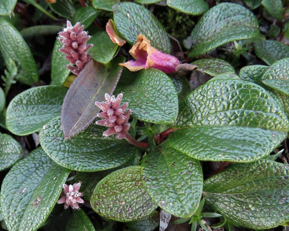 Salix reticulata - Netzblättrige Weide