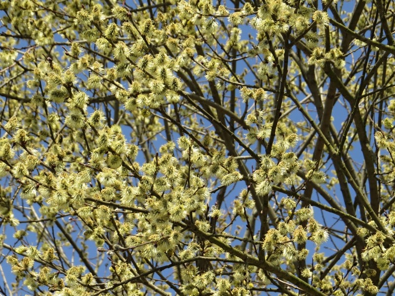 Salix x smithiana - Smiths Weide​