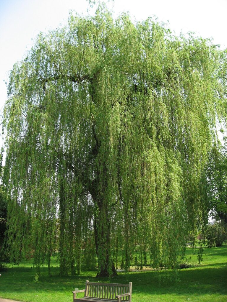 Salix alba - Silberweide