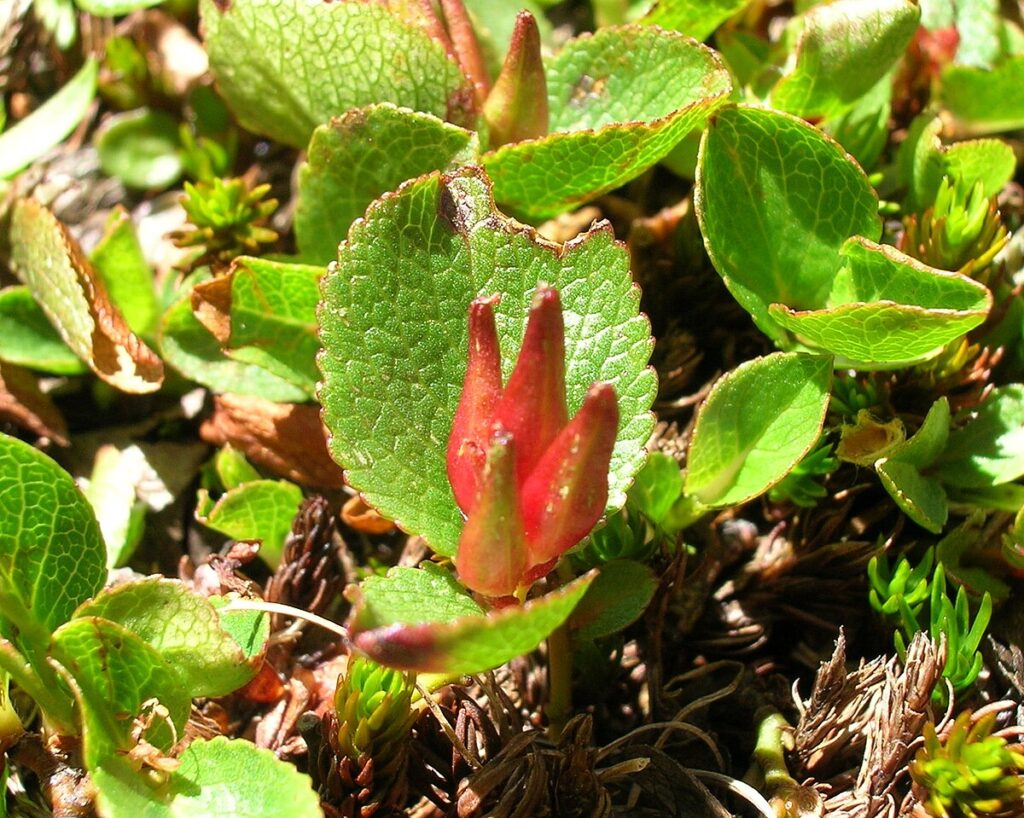 Salix herbacea - Krautweide