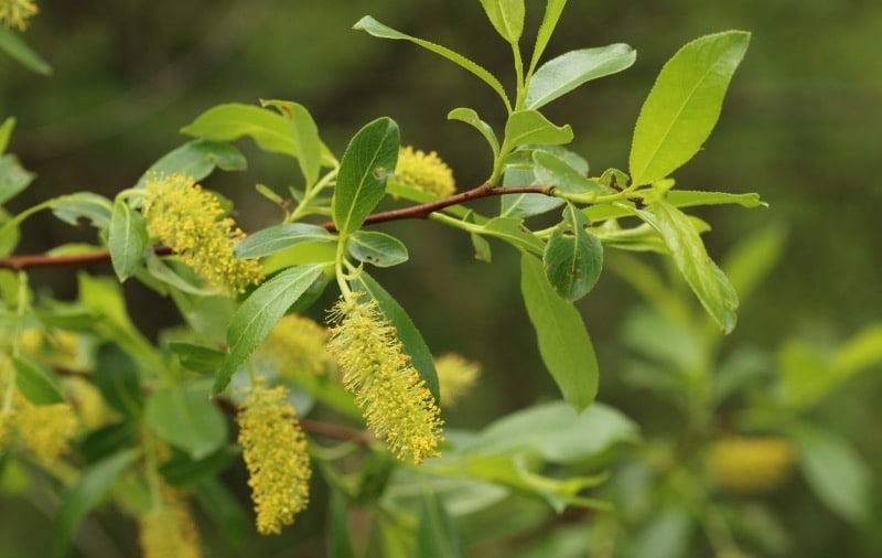 Salix pentandra - Lorbeerweide