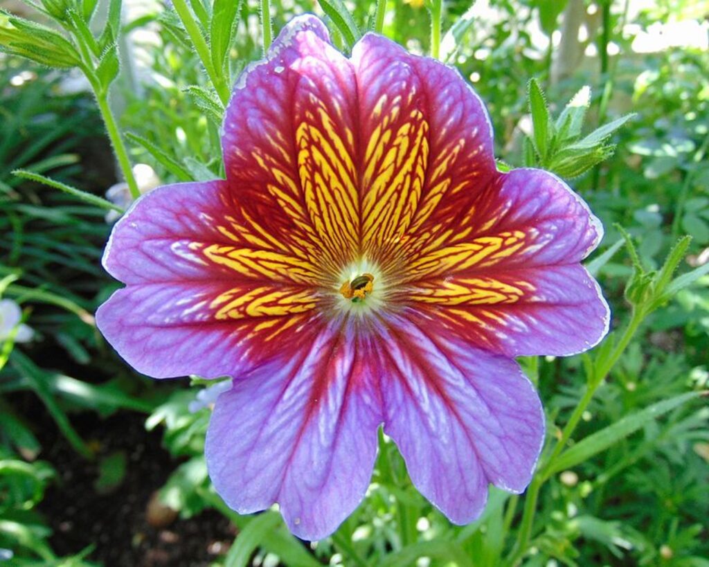 Zungenblüte