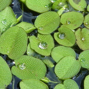 Kleiner Schwimmfarn (Salvinia minima) auf der Wasseroberfläche