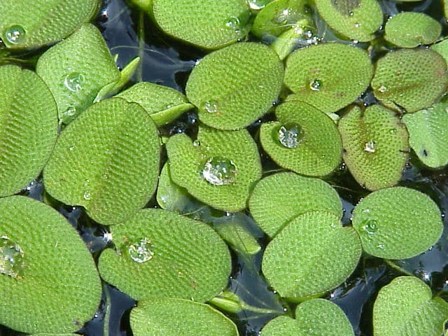 Schwimmfarn (Salvinia)