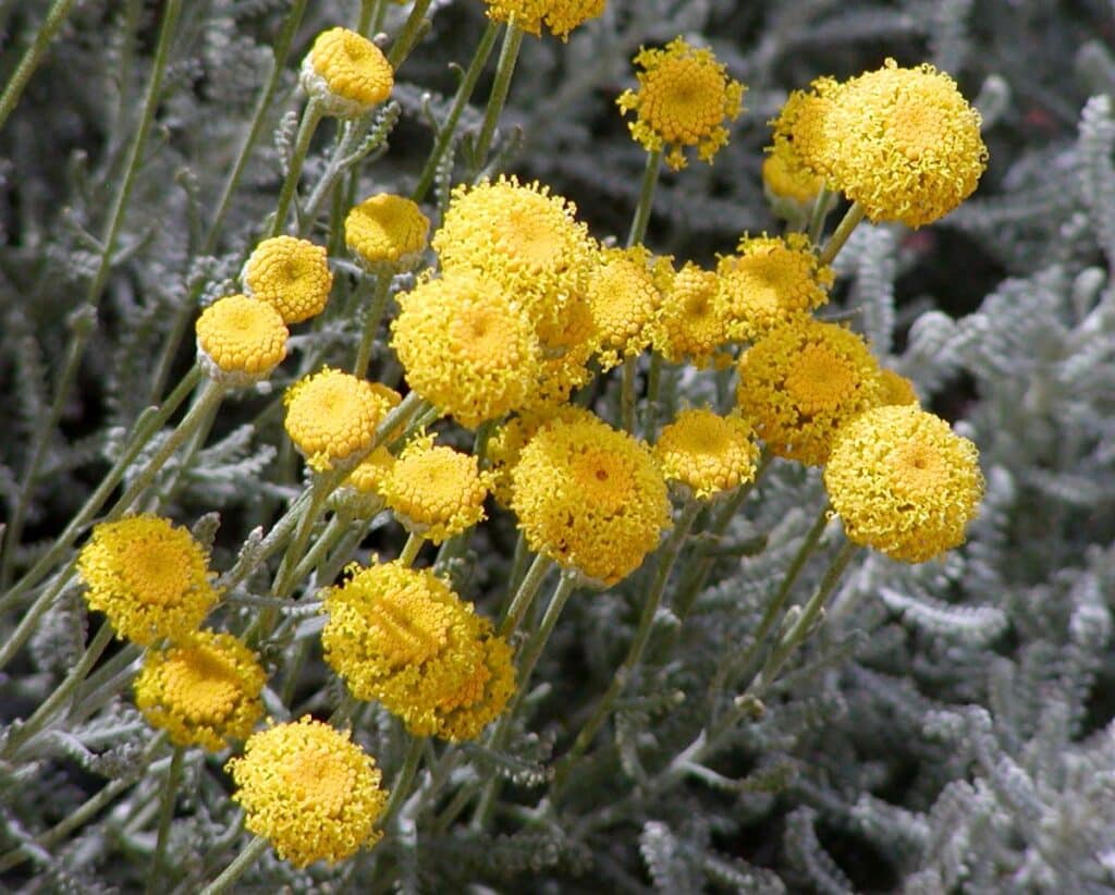 Santolina chamaecyparissus​