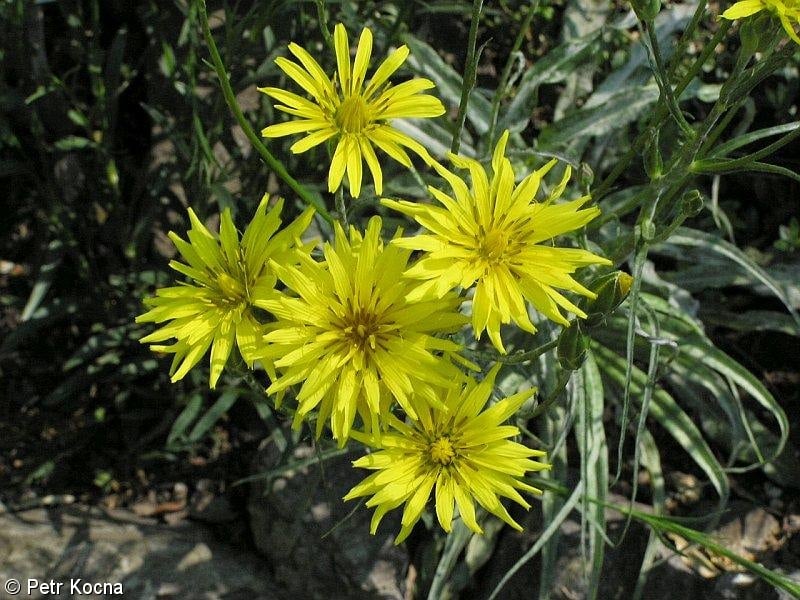 Schwarzwurzel