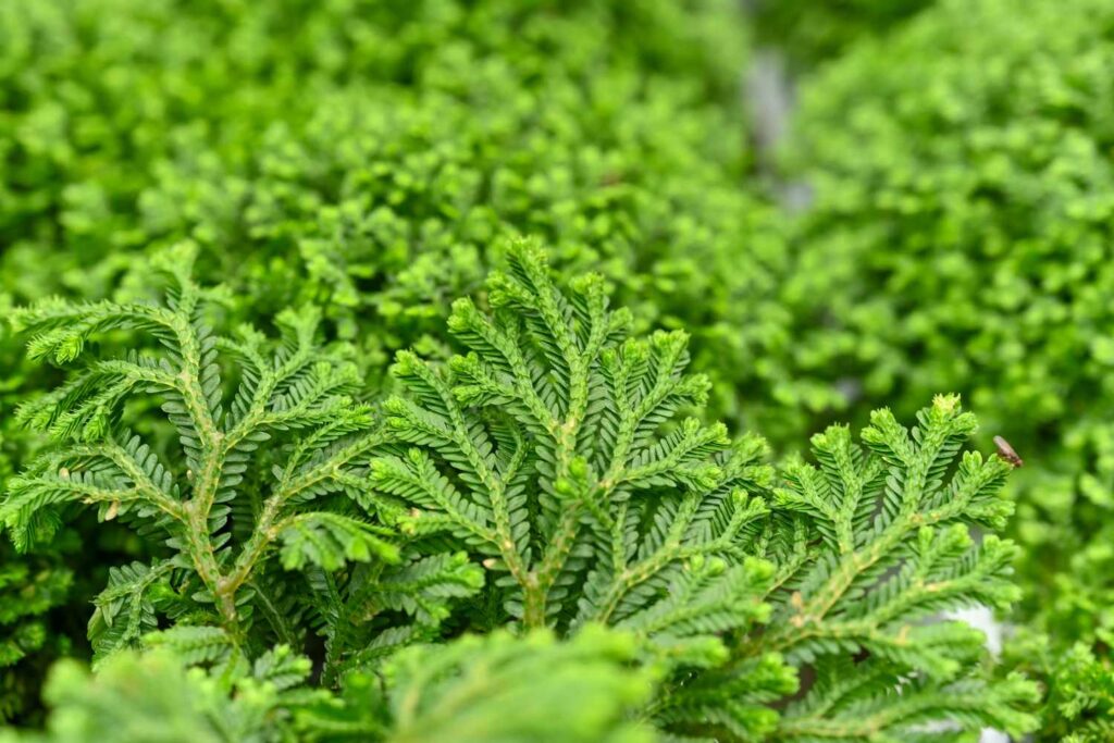 Selaginella kraussiana, Kraussiana-Moosfarn