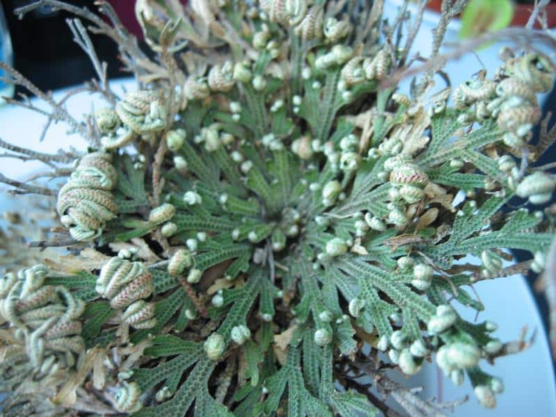 „Die Auferstehungspflanze" (Selaginella lepidophylla, Selaginella/Wüstenrose)