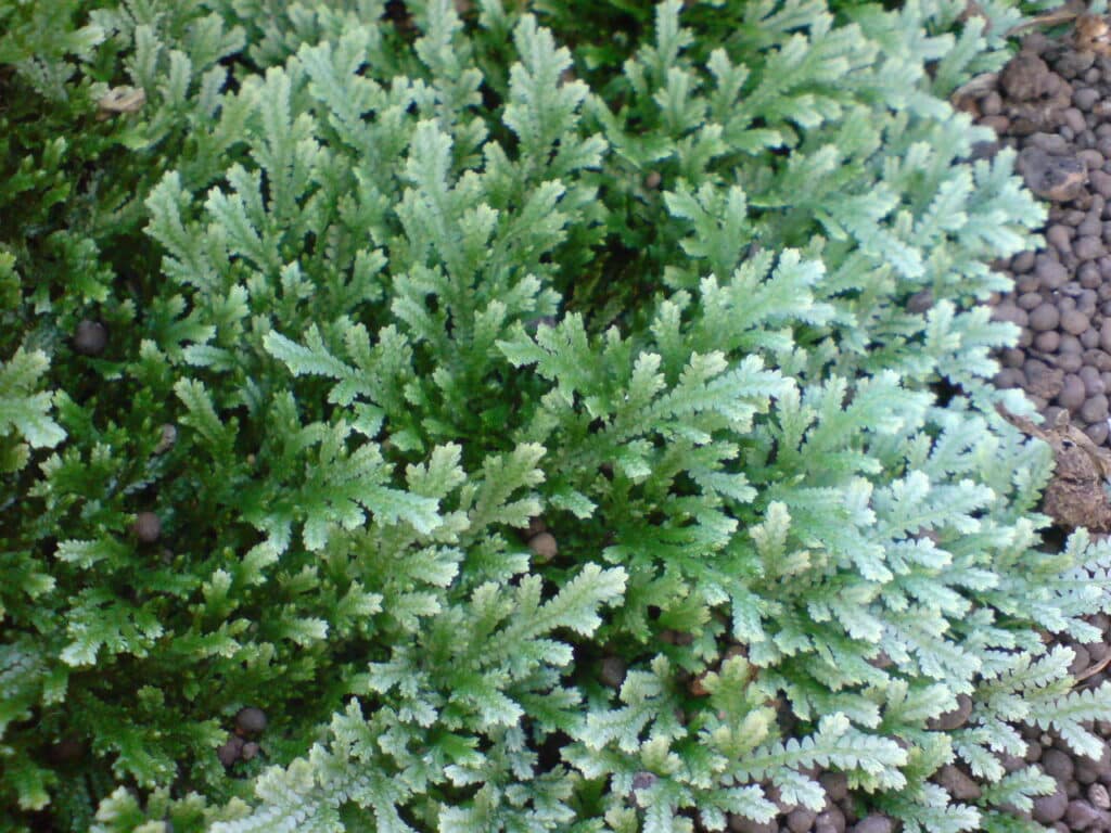 Selaginella serpens, Kriechender Moosfarn