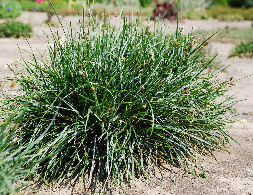 Sesleria albicans – Kalkblaugras