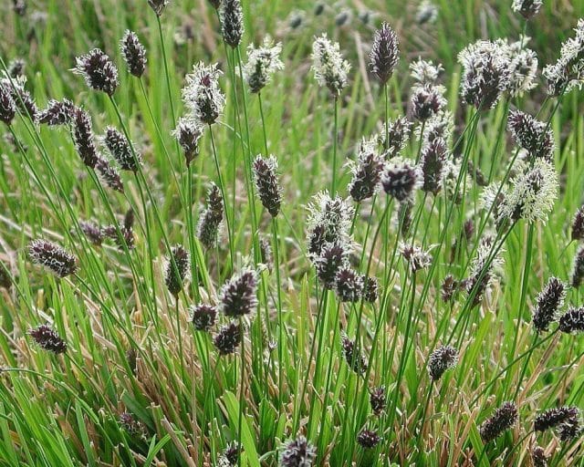 Sesleria heufleriana – Heuflers Blaugras