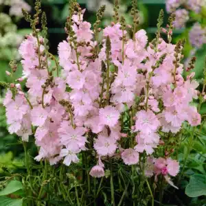 Sidalcea (Prärie-Malve)​