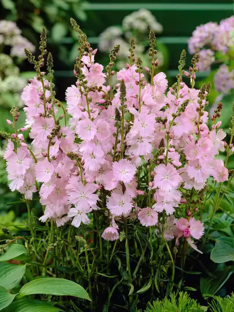 Sidalcea (Prärie-Malve)​