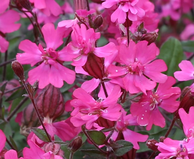 Silene pendula​