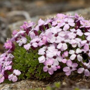 Stängelloses Leimkraut (Silene acaulis)​