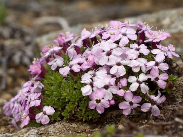 Stängelloses Leimkraut (Silene acaulis)​