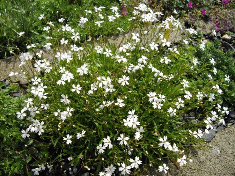 Alpen-Leimkraut (Silene alpestris)
