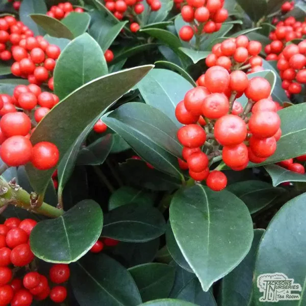 Karminrote Früchte der Skimmia x foremanii zwischen dicken, glänzenden dunkelgrünen Blättern