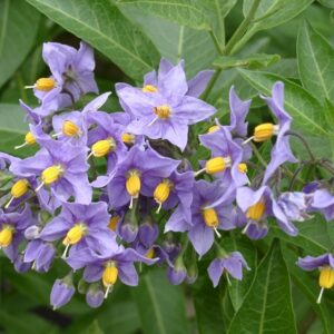 Chilenischer Kartoffelbaum (Solanum crispum) mit blauvioletten Blüten und gelben Staubbeuteln