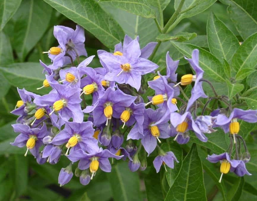Strauchsolanum (Solanum crispum)​
