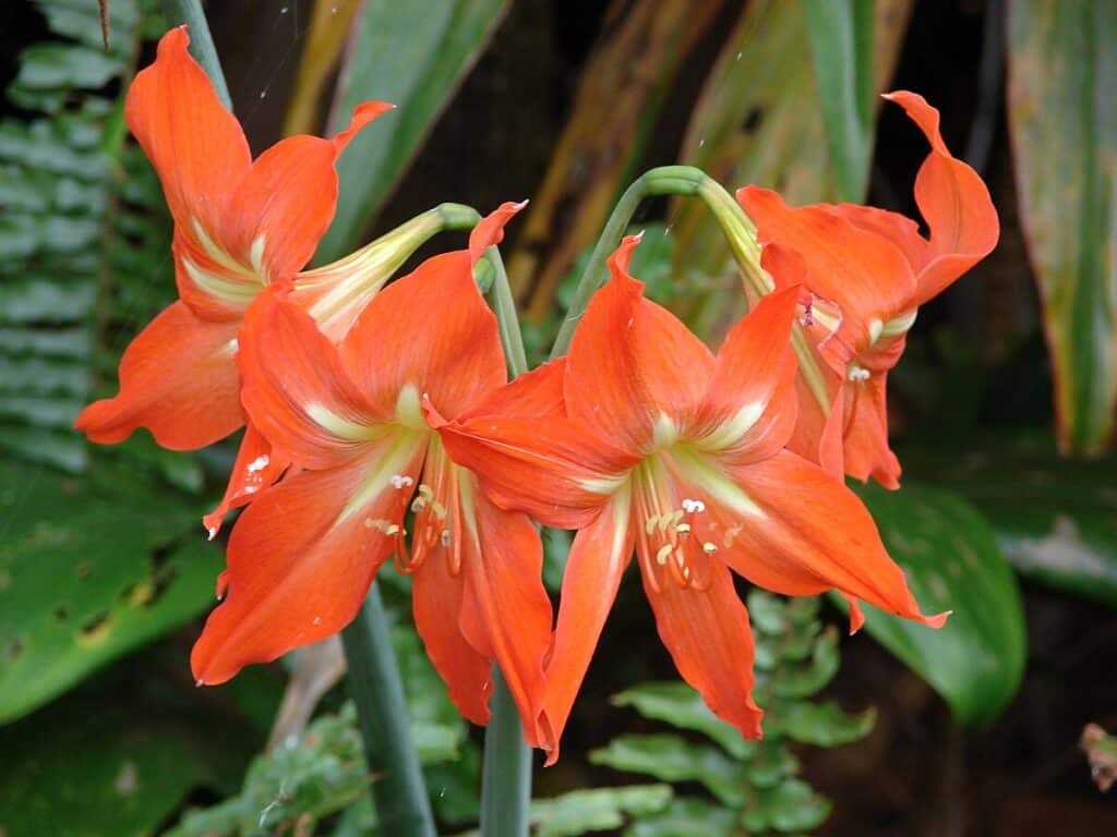 Ritterstern (Hippeastrum striatum)