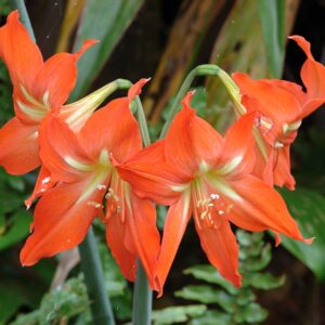 Amaryllis Hippeastrum striatum – mehrere orangerote Blüten mit schmalen, spitz zulaufenden Blütenblättern und grünweißer Mitte an überhängenden Schäften