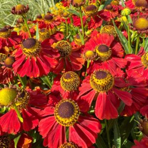 Dichter Bestand der Sonnenbraut ‚Moerheim Beauty‘ mit ziegelroten Blüten und braungelben Scheiben