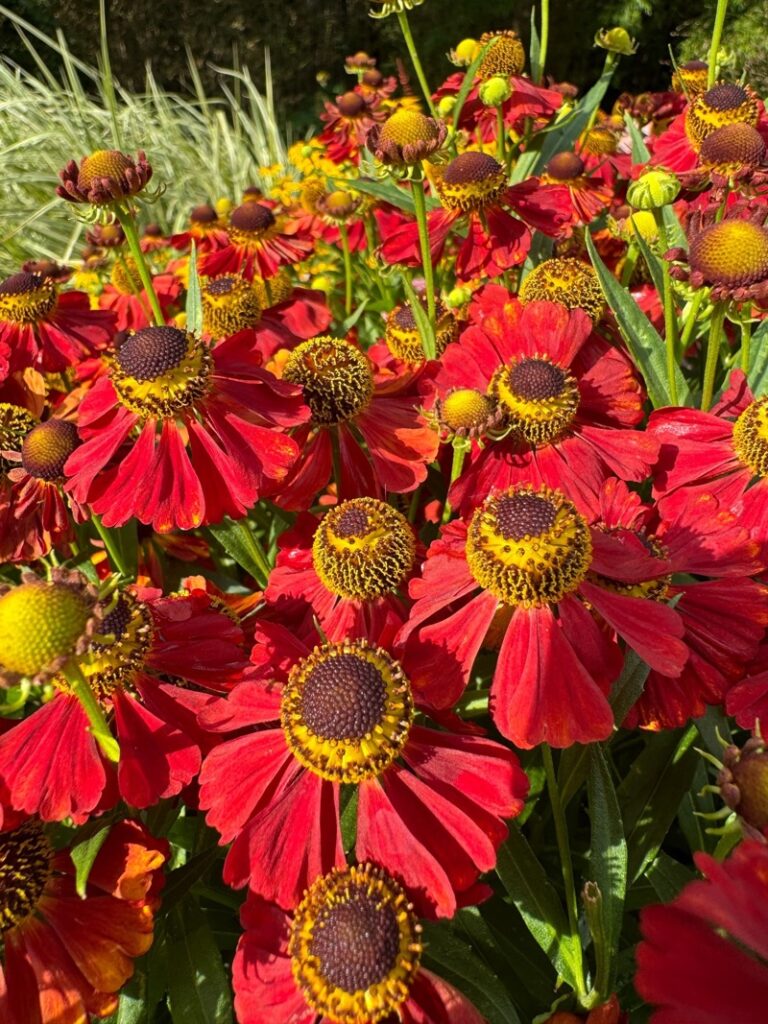 Sonnenbraut - Helenium Moerheim Beauty.