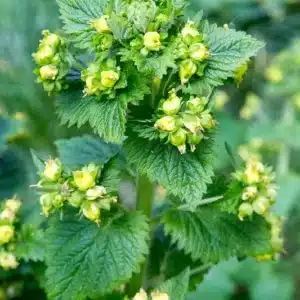 Frühlings-Braunwurz - Scrophularia vernalis​