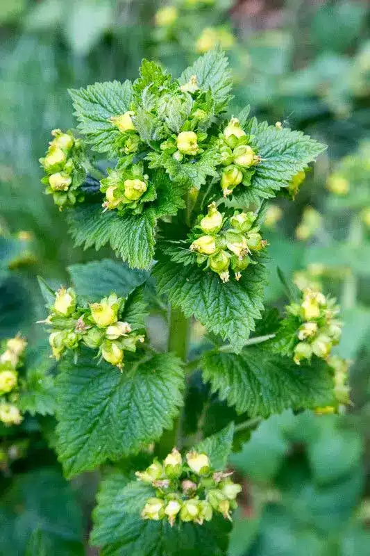 Frühlings-Braunwurz - Scrophularia vernalis​