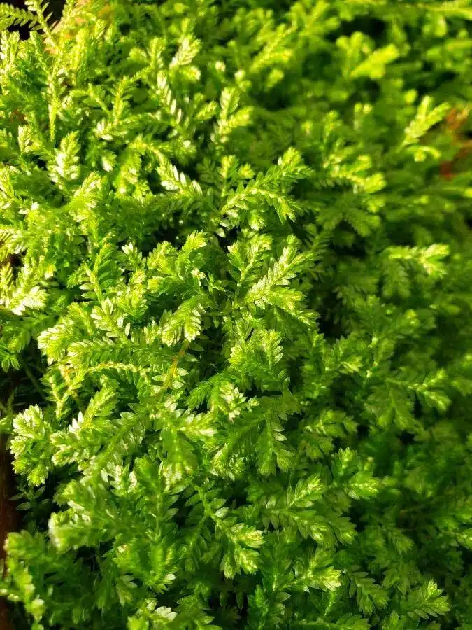 Selaginella stenophylla, Moosfarn schmalblättrig​