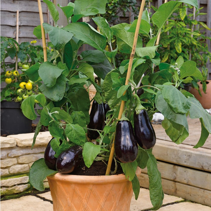 Aubergine (Eierfrucht)​