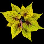 Caladium mit hellgrünen, rot gesprenkelten Blättern vor schwarzem Hintergrund