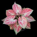 Caladium mit rosa-weiß gezeichneten Blättern vor schwarzem Hintergrund
