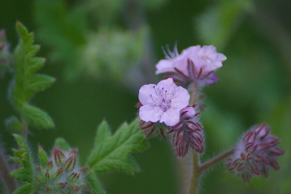 Zartlila Blüten des Büschelschöns (Phacelia), im Englischen wild heliotrope genannt