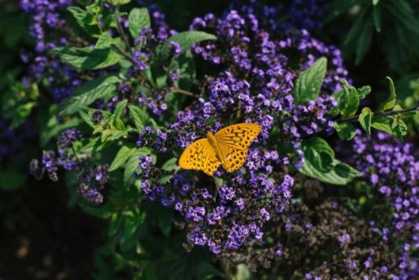 Orangefarbener Schmetterling auf den Blüten der Vanilleblume im sommerlichen Garten