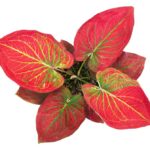 Caladium mit leuchtend roten Blättern und grüner Aderung vor weißem Hintergrund