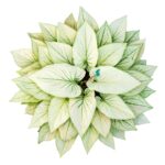 Cremeweißes Caladium mit grüner Aderung vor weißem Hintergrund – die Königin der Blattschmuckpflanzen