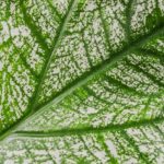 Caladium-Blatt in Weiß und Grün von oben – Blattstruktur und Aderung im Detail