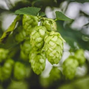 Hopfenanbau