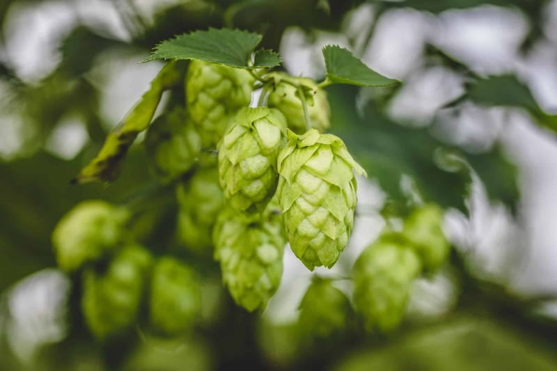 Hopfenanbau