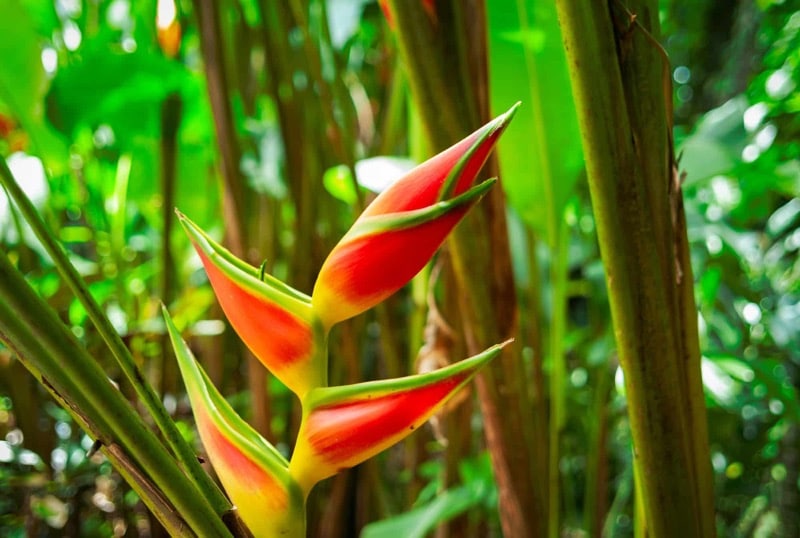 Helikonie (Heliconia)