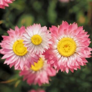 Stranblume Rosa (Helipterum roseum)