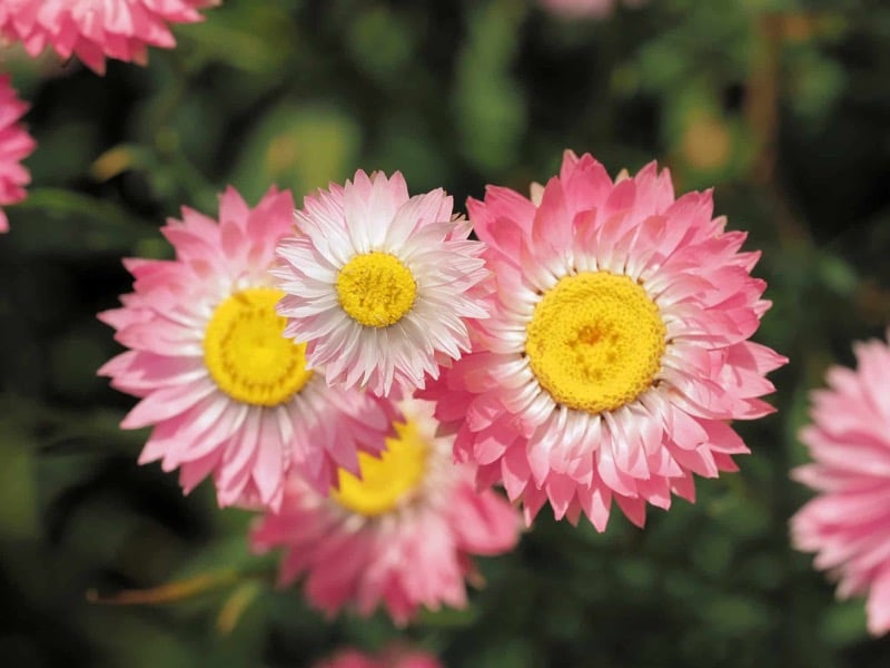 Stranblume Rosa (Helipterum roseum)